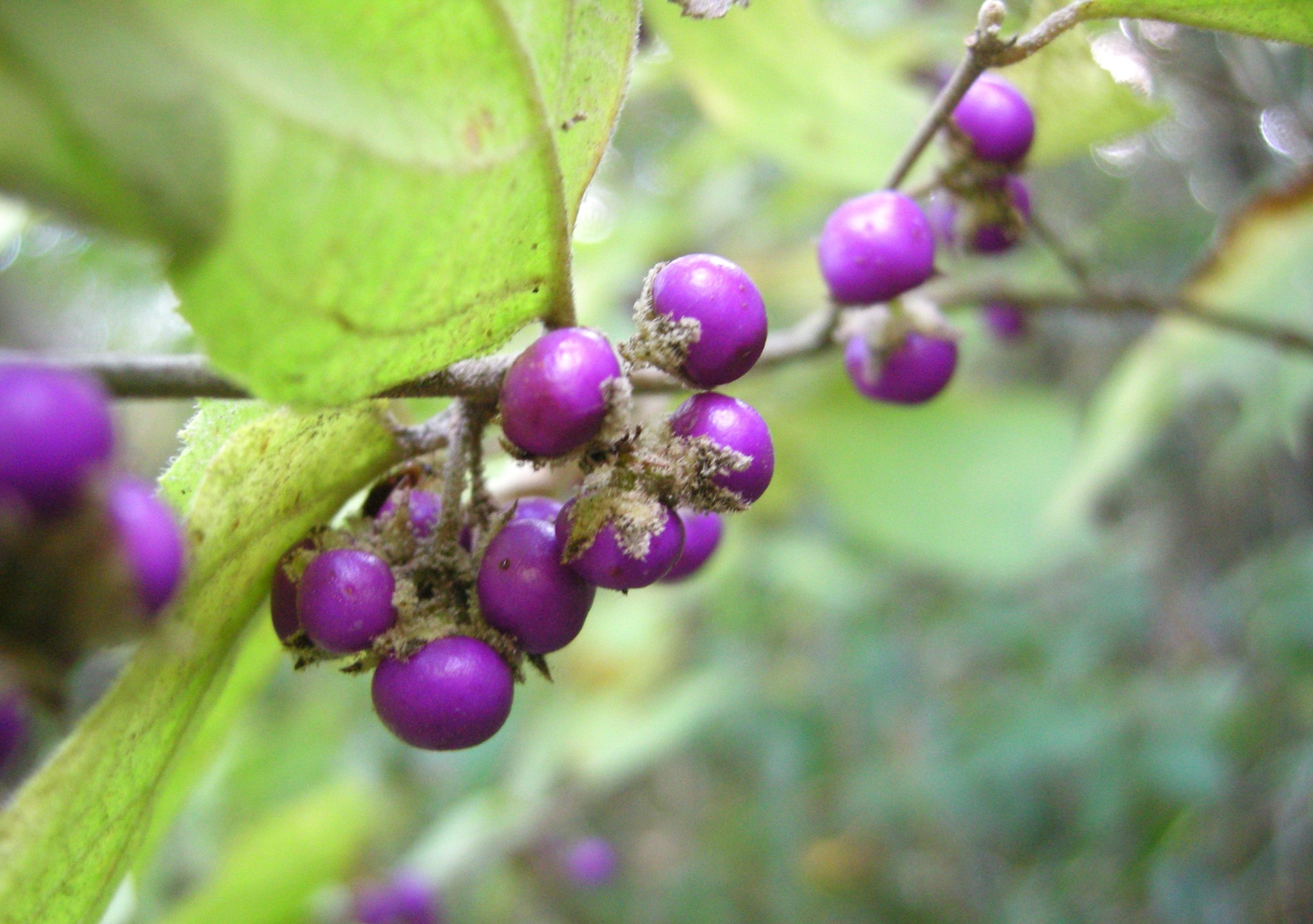 234．《ヤブムラサキ（藪紫）》 | ニッセイ緑の財団ニュース